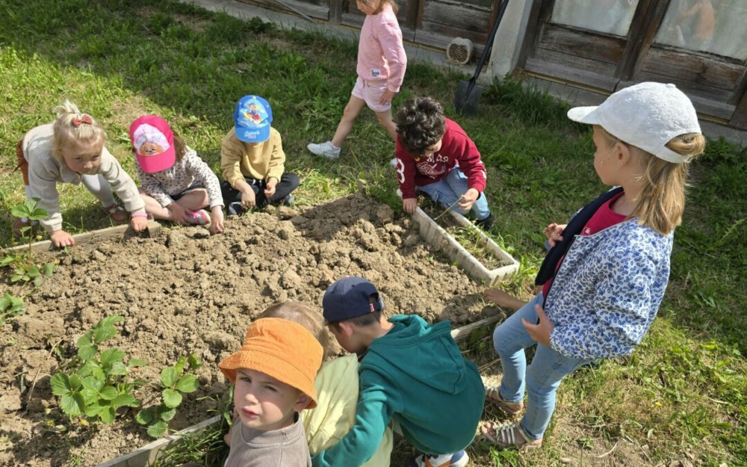 Début des plantations