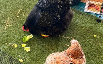 Médiation animale: les poules