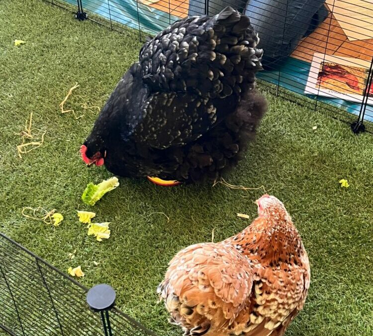 Médiation animale: les poules